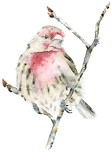 Load image into Gallery viewer, Finchie