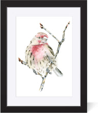 Load image into Gallery viewer, Finchie